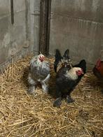 2 jonge brahman hanen 5€ stuk., Dieren en Toebehoren, Pluimvee