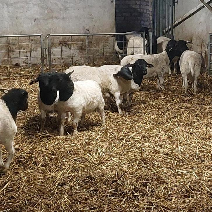 Dorper schapen, Dieren en Toebehoren, Schapen, Geiten en Varkens, Schaap, Meerdere dieren, 0 tot 2 jaar