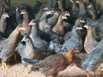 Groenleggers marans en olijfleggers