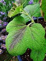 Zeldzame eetbare planten, Ophalen, Vaste plant