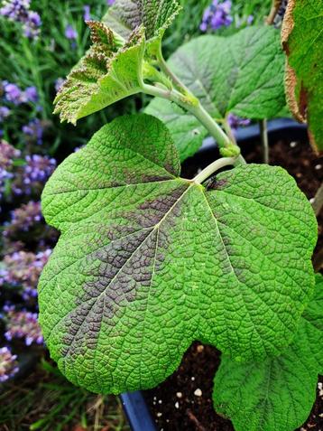 Zeldzame eetbare planten, Enlèvement, Plante fixe