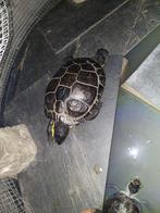 5 tortue d eau avec bac, Dieren en Toebehoren, Reptielen en Amfibieën, Schildpad