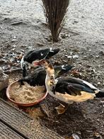 Koppel barberie eenden, Meerdere dieren, Eend