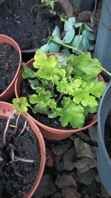 Grote pot heuchera Lime( schaduw )  beschikbaar voor biedingen