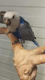 Tamme jonge blauwe Edel papegaai pop met DNA en getest op al, Dieren en Toebehoren, Vogels | Parkieten en Papegaaien, Vrouwelijk