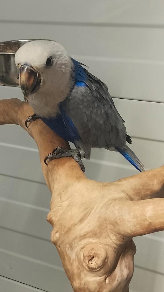 Tamme jonge blauwe Edel papegaai pop met DNA en getest op al, Dieren en Toebehoren, Vogels | Parkieten en Papegaaien, Papegaai