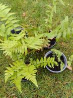 Tuinplanten, Jardin & Terrasse, Plantes | Jardin, Pleine ombre, Fougères, Enlèvement, Plante fixe