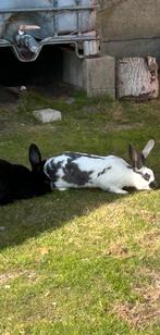 Vlaamse reuzen, Dieren en Toebehoren, Konijnen