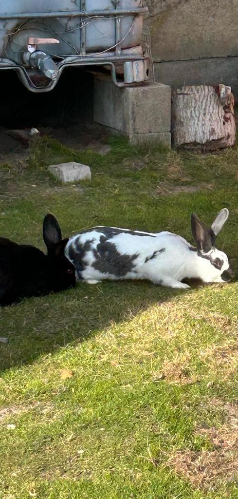 Vlaamse reuzen, Dieren en Toebehoren, Konijnen