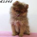 Dwergkees & Kleine Kees - puppy's te koop, Dieren en Toebehoren, Honden | Poolhonden, Keeshonden en Oertypen, Keeshond, 15 weken tot 1 jaar