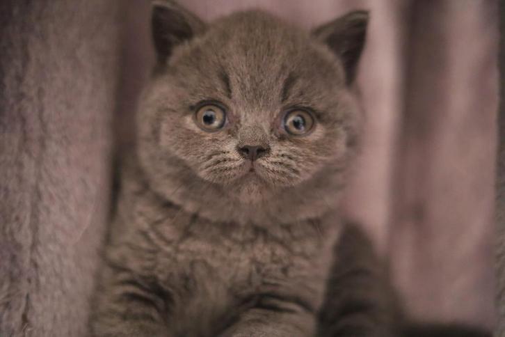 Cheveux courts britanniques, Animaux & Accessoires, Chats & Chatons | Chats de race | Poil ras, Chatte ou Chat, 0 à 2 ans, Avec pedigree