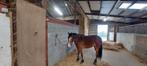 C pony, Dieren en Toebehoren, Pony's, Gechipt, Ruin, Springpony, 3 tot 6 jaar