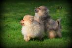 Keeshond pups (Pomeriaan), Dieren en Toebehoren, België, Keeshond, CDV (hondenziekte), 8 tot 15 weken