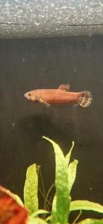 Betta Macrostoma breeding male, Dieren en Toebehoren, Vissen | Aquariumvissen, Vis, Zoetwatervis