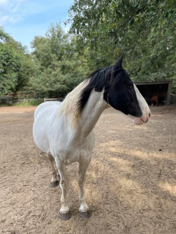 Weide gezocht, Dieren en Toebehoren, Stalling en Weidegang, Weidegang, 2 of 3 paarden of pony's