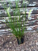 Pennisetum hamln lampepoetser, Tuin en Terras, Planten | Tuinplanten, Ophalen, Winter