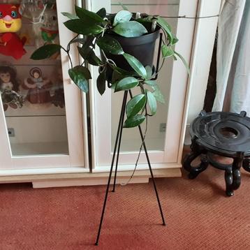 Mooie lange hangplant kamerplant Wasbloem Hoya Carnosa beschikbaar voor biedingen