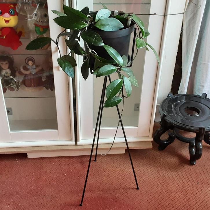 Mooie lange hangplant kamerplant Wasbloem Hoya Carnosa, Huis en Inrichting, Kamerplanten, In pot, Ophalen of Verzenden