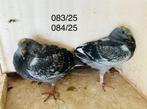 Jonge uit de kwekers, Dieren en Toebehoren, Meerdere dieren, Postduif