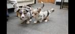 Prachtige welsh corgi pups, Dieren en Toebehoren, Honden | Herdershonden en Veedrijvers, België, Fokker | Hobbymatig, Overige rassen