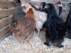 pondeurs colorants - maranas, crème, legbar, araucana 5+1, Animaux & Accessoires, Femelle, Poule ou poulet