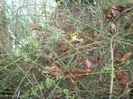 Jasminum nudifolium of Winterjasmijn is nog beschikbaar, Tuin en Terras, Planten | Tuinplanten, Ophalen, Volle zon, Vaste plant