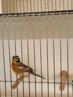 Geelbuikgors, Dieren en Toebehoren, Vogels | Overige Vogels, Mannelijk, Tropenvogel, Geringd