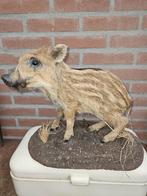super mooi opgezet lopend wildzwijntje, Ophalen of Verzenden, Nieuw, Wild dier, Opgezet dier