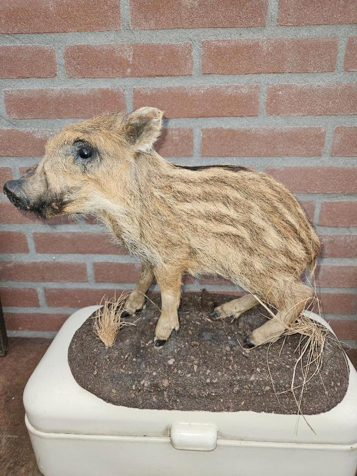 super mooi opgezet lopend wildzwijntje, Verzamelen, Dierenverzamelingen, Nieuw, Opgezet dier, Wild dier, Ophalen of Verzenden
