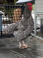 Gratis (*)HAAN, Dieren en Toebehoren, Pluimvee, Mannelijk, Kip