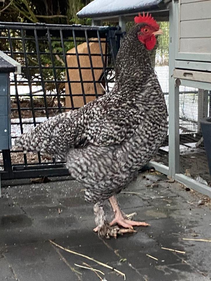 Gratis (*)HAAN, Dieren en Toebehoren, Pluimvee, Kip, Mannelijk