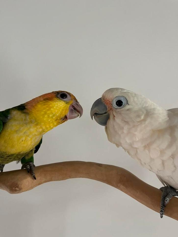 Heel mooie Goffini kaketoe, Dieren en Toebehoren, Vogels | Parkieten en Papegaaien, Tam
