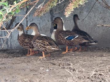 Wildkleur kwaker vrouwelijk beschikbaar voor biedingen