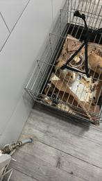 Diren, Dieren en Toebehoren, Ophalen of Verzenden, Zo goed als nieuw