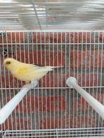 Kanarie, Dieren en Toebehoren, Mannelijk, Zangkanarie