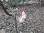 witte slachtkippen hanen 8maanden oud 12.5€ stuk evergem, Dieren en Toebehoren, Mannelijk, Kip