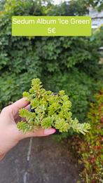 Sedumalbum 'Ice Green', Tuin en Terras, Planten | Tuinplanten, Ophalen of Verzenden