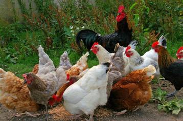 poulets pondeurs et d'ornement sur commande 3 mois avant le 