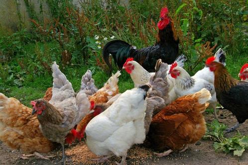 poulets pondeurs et d'ornement sur commande 3 mois avant le, Animaux & Accessoires, Volatiles, Poule ou poulet, Femelle