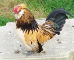 Watermaalse baardkriel, Dieren en Toebehoren, Meerdere dieren, Kip