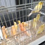 Kanaries, Dieren en Toebehoren, Vogels | Kanaries