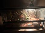 Terrarium te koop met 3 luipaargekko, Dieren en Toebehoren, Ophalen, Zo goed als nieuw