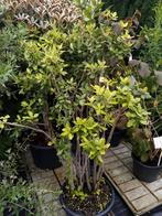 Quercus suber, Tuin en Terras, Planten | Tuinplanten, Ophalen