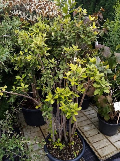 Quercus suber, Jardin & Terrasse, Plantes | Jardin, Enlèvement