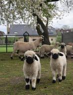 Agneau noir du Valais Quido, Animaux & Accessoires, Moutons, Chèvres & Cochons, Mouton, Mâle, 0 à 2 ans