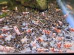 Red fancy tiger(caridina garnalen), Dieren en Toebehoren