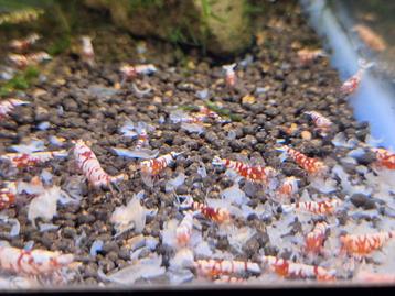 Red fancy tiger(caridina garnalen) beschikbaar voor biedingen