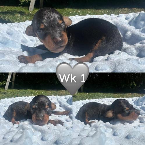 Zeer mooie kaninchen/dwergteckel reu🩵, Dieren en Toebehoren, Honden | Teckels en Dashonden, Meerdere dieren, Korthaar, Dwerg