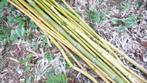 bamboe stokken, Tuin en Terras, Planten | Tuinplanten, Ophalen of Verzenden