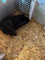 Zwart zilver vos cavia beertje, Mâle, Domestique, Septembre, Cobaye